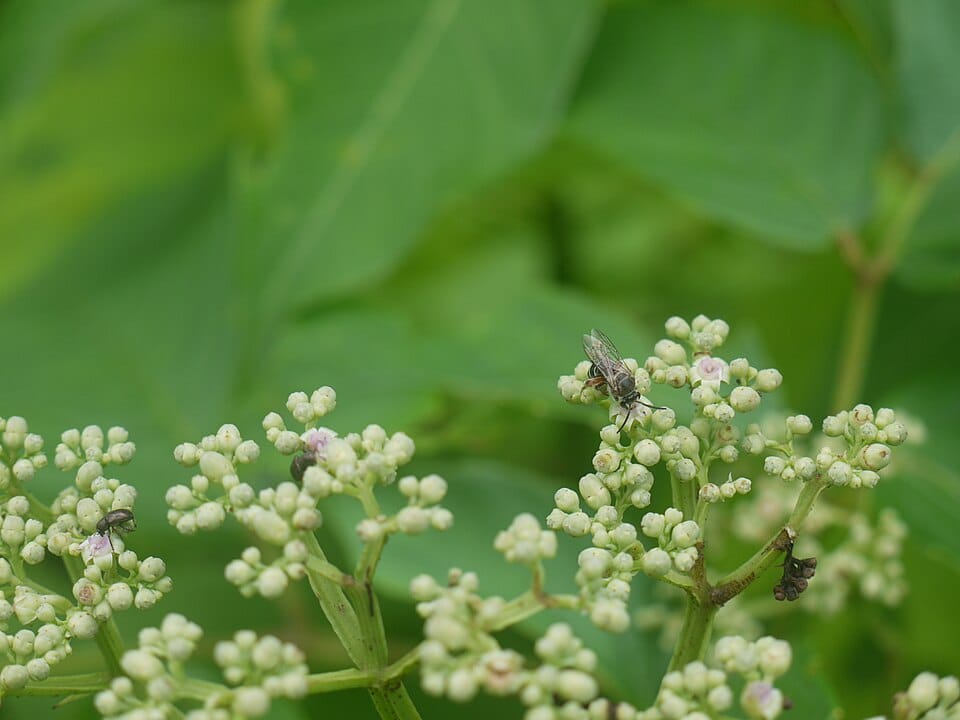 Leea aculeata (Hara) — photo