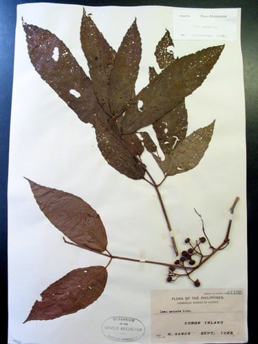 Leea aequata