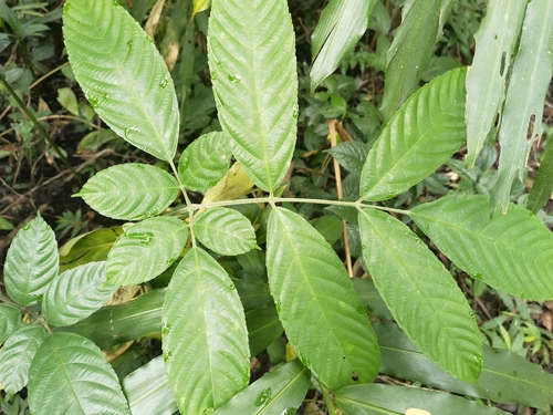 Leea compactiflora