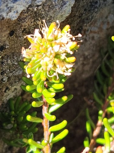 Leionema montanum (Spreading waxflower) — photo