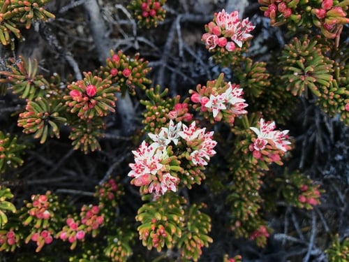 Leionema montanum