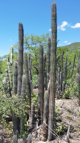 Lemaireocereus hollianus