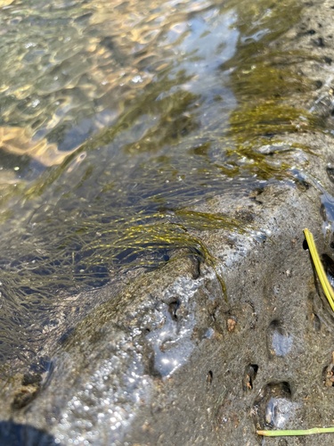 Lemanea fluviatilis — photo
