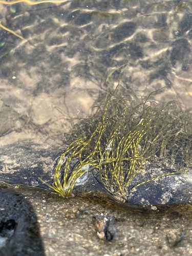 Lemaneaceae