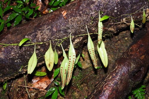 Lemmaphyllum carnosum (Fern) — photo