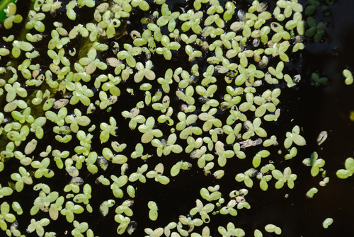 Lemna perpusilla