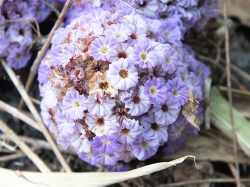 Lennoa madreporoides