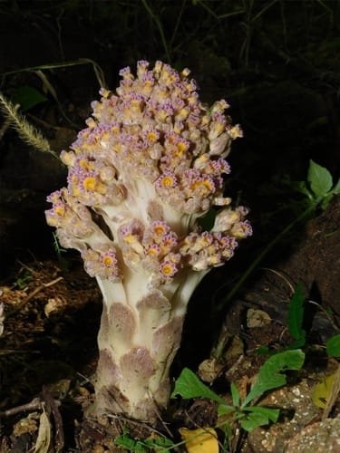 Lennoa madreporoides — photo
