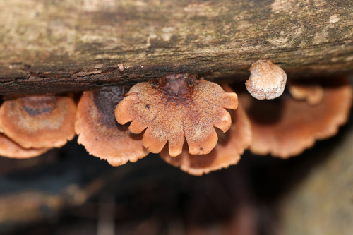 Lentinellus ursinus — photo
