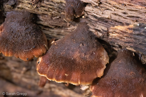Lentinellus ursinus