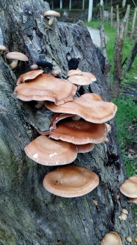 Lentinula boryana — photo