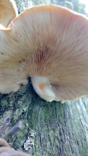 Lentinula boryana — photo