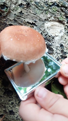 Lentinula lateritia — photo