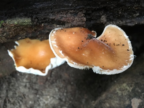 Lentinula lateritia