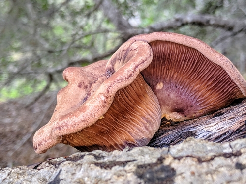 Lentinus conchatus