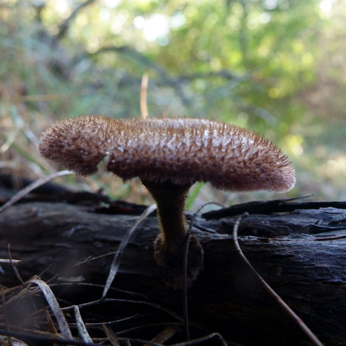 Lentinus fasciatus — photo