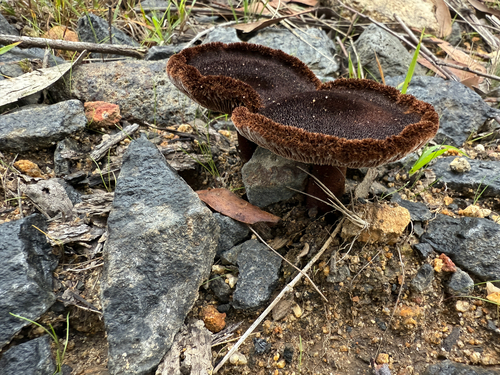 Lentinus fasciatus — photo