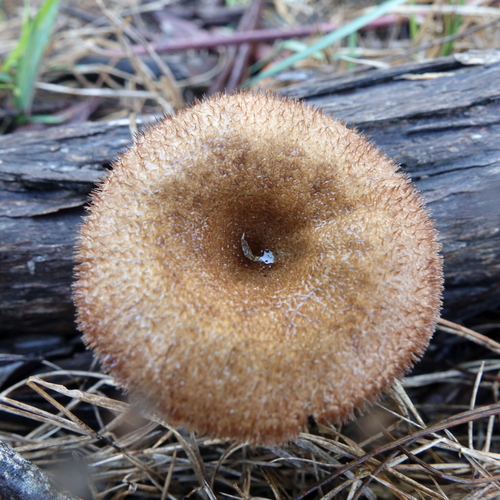 Lentinus fasciatus
