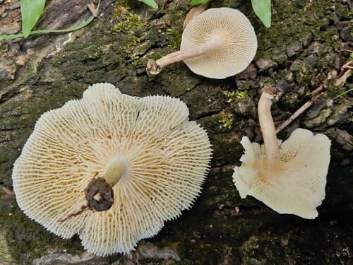 Lentinus retinervis — photo