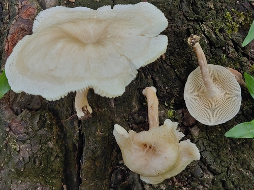 Lentinus retinervis