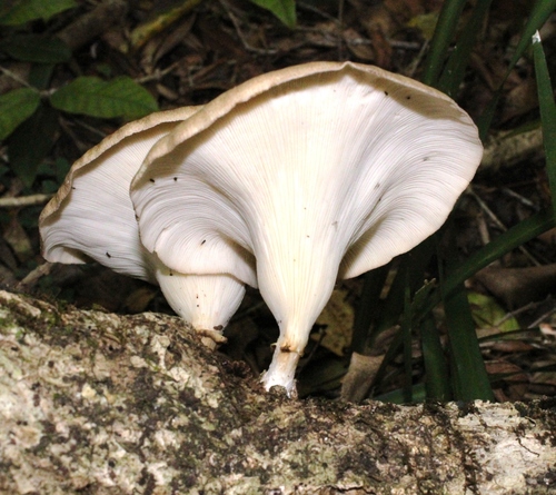 Lentinus sajor-caju