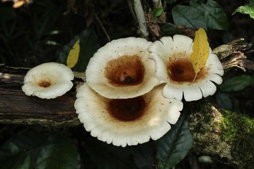 Lentinus sajor-caju — photo