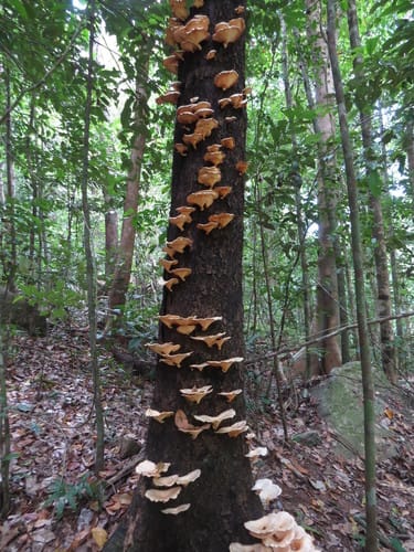 Lentinus sajor-caju var. sparsifolius — photo