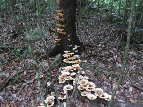 Lentinus sajor-caju var. sparsifolius