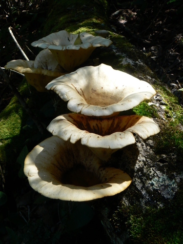 Lentinus sajor-caju — photo