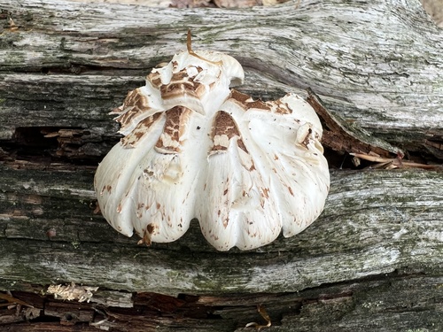 Lentinus suffrutescens (Train-wrecker) — photo