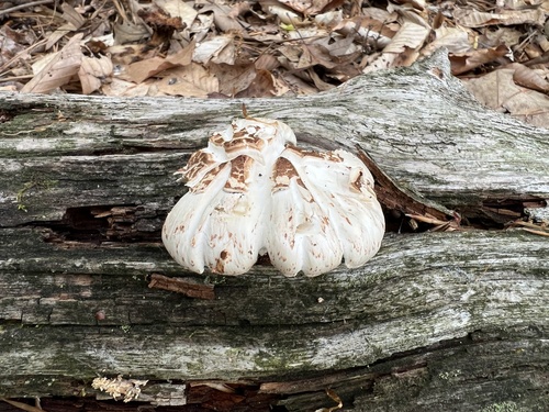 Lentinus suffrutescens (Train-wrecker) — photo