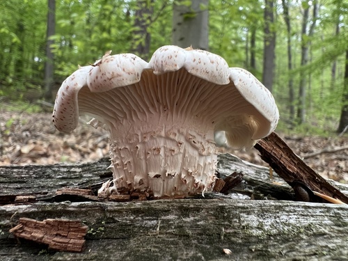 Lentinus suffrutescens