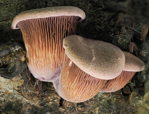 Lentinus torulosus