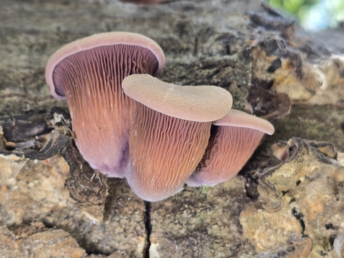 Lentinus torulosus — photo
