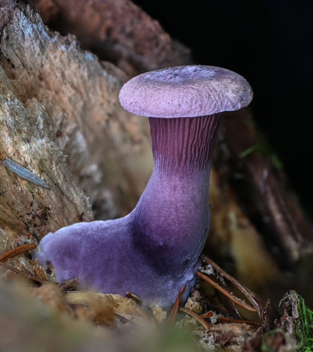 Lentinus torulosus — photo