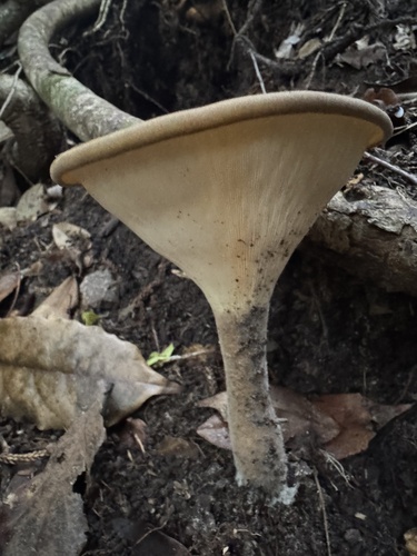 Lentinus tuber-regium — photo
