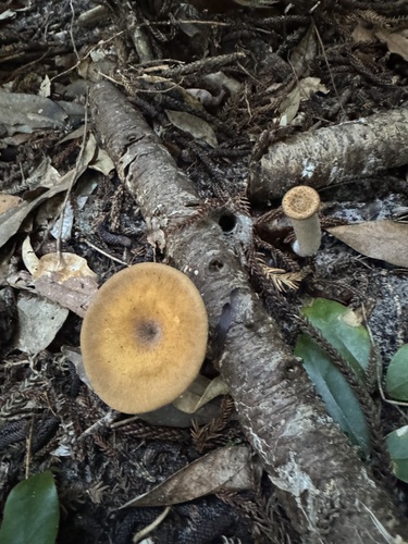 Lentinus tuber-regium