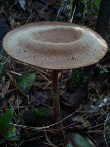 Lentinus velutinus — photo