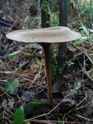 Lentinus velutinus