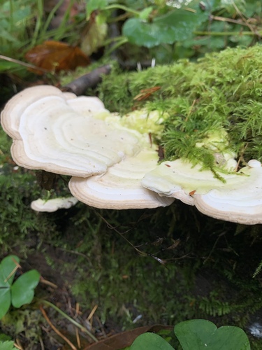 Lenzites elegans