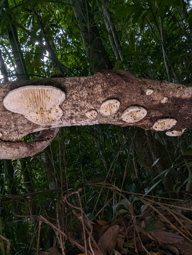 Lenzites vespaceus — photo