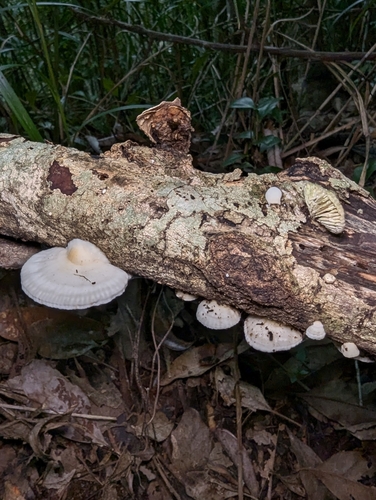 Lenzites vespaceus — photo