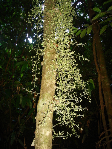 Leonia crassa (Fleshy leonia) — photo
