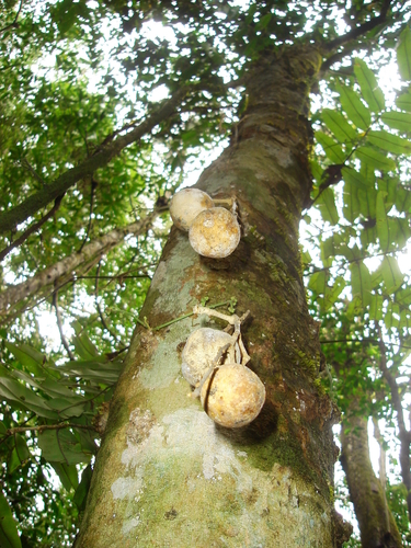 Leonia crassa