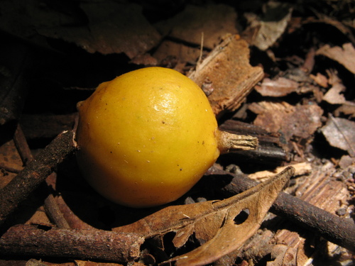 Leonia cymosa (Cymose leonia) — photo