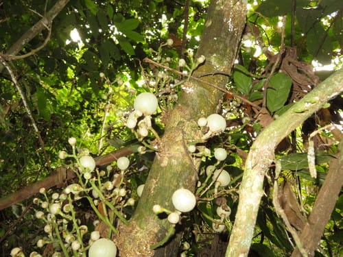 Leonia glycycarpa (Achocon) — photo