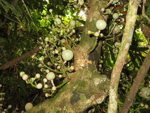 Leonia glycycarpa (Achocon) — photo