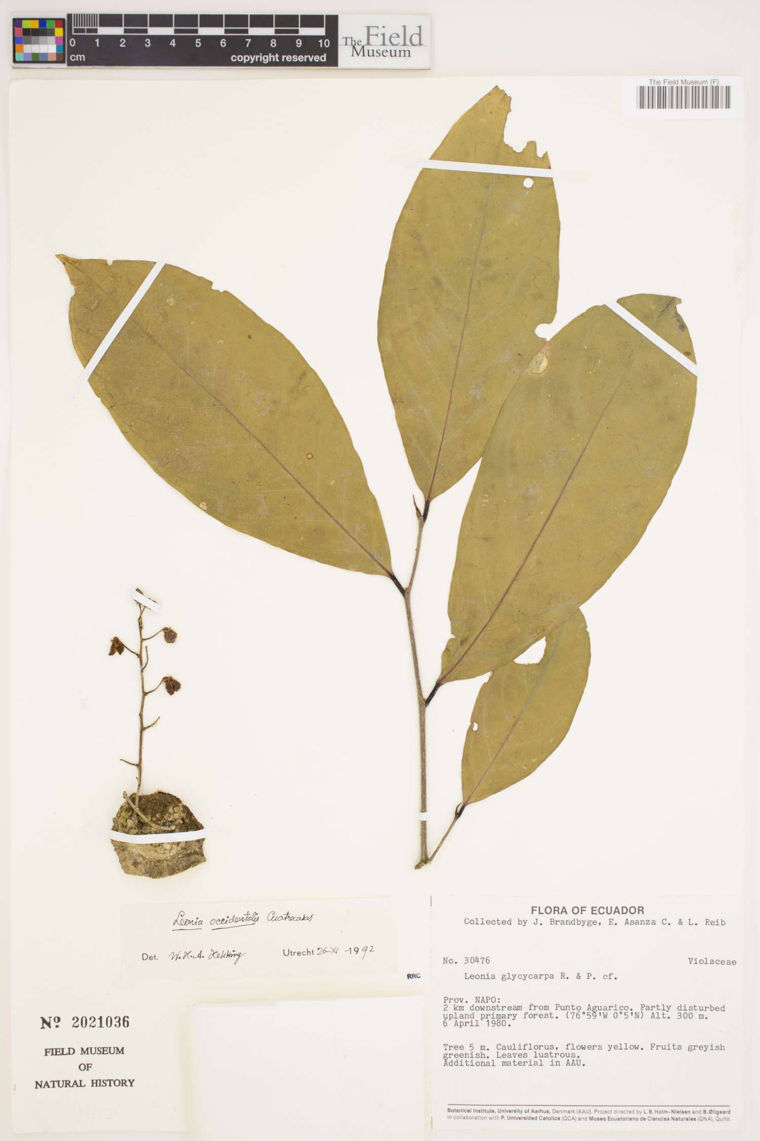 Leonia occidentalis (Western leonia) — photo