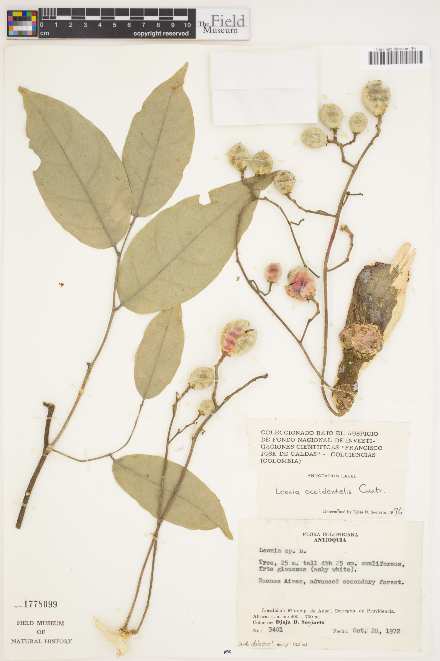Leonia occidentalis (Western leonia) — photo