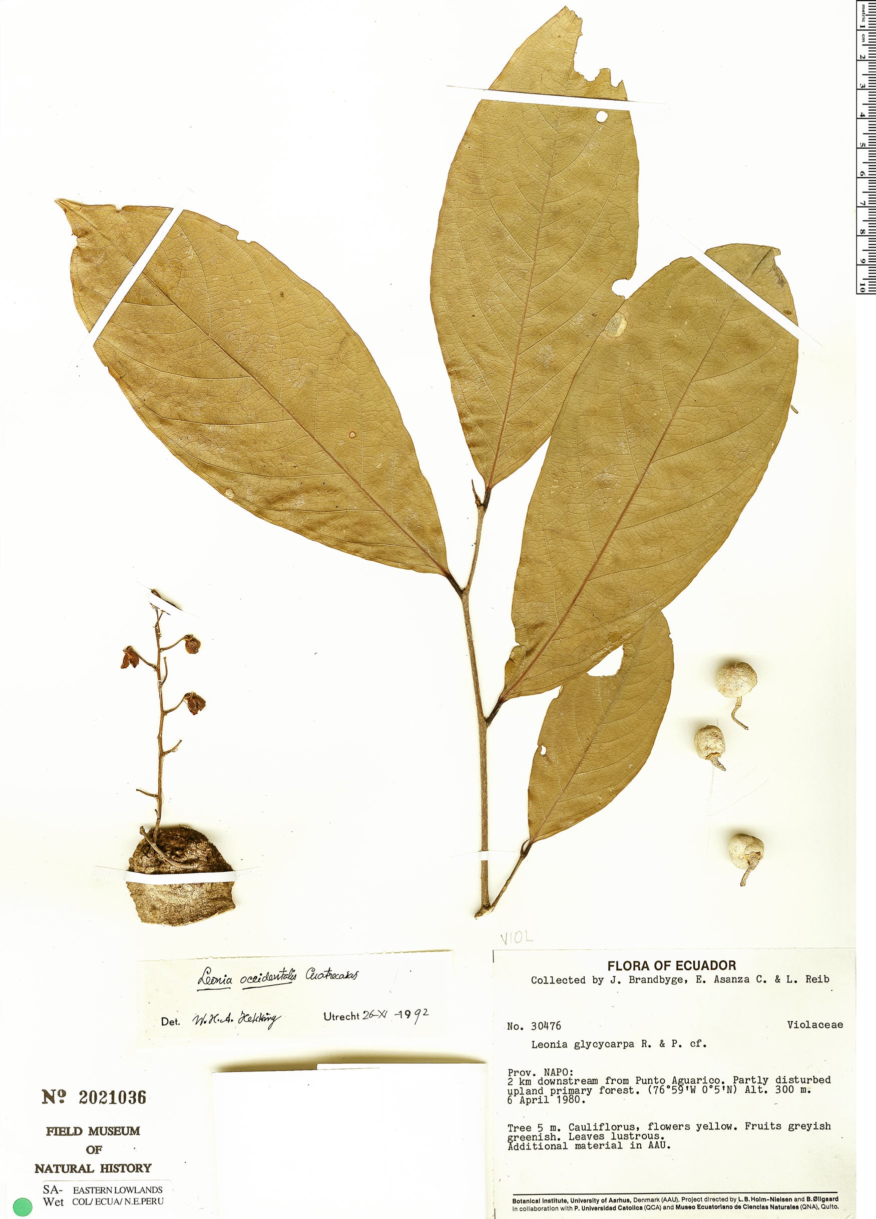 Leonia occidentalis